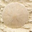 Beautiful Miocene Aged Fossil Sand Dollar - France #32459-2